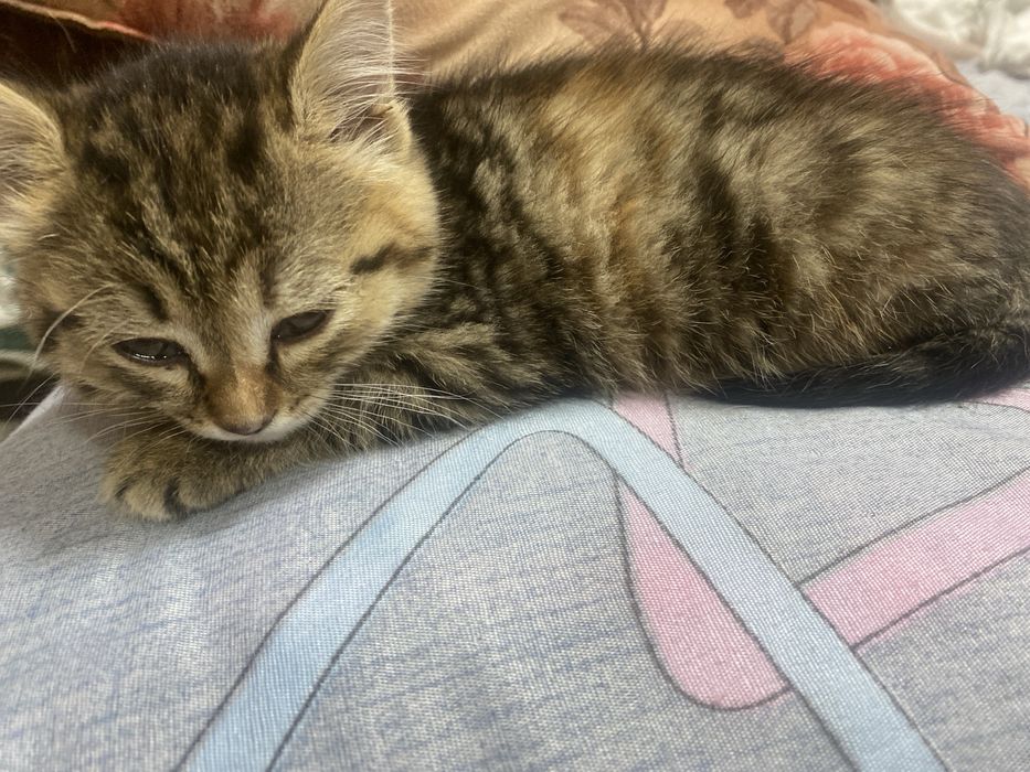 Отдадим котенка