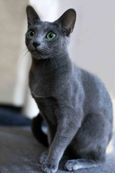 Руски сини котета