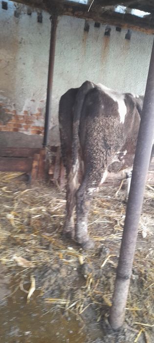 Vând vaca de rasa  baltata