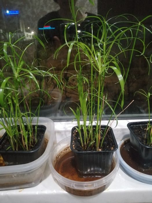 Циперус (болотная пальма )