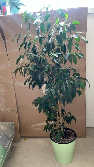 Продаю срочно комнатные