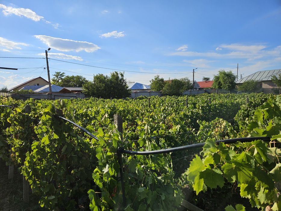De vânzare Struguri