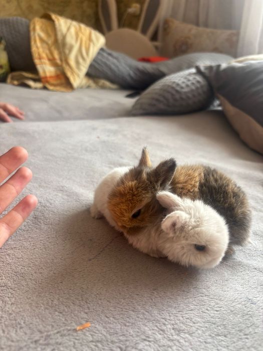 Декоративные кролики