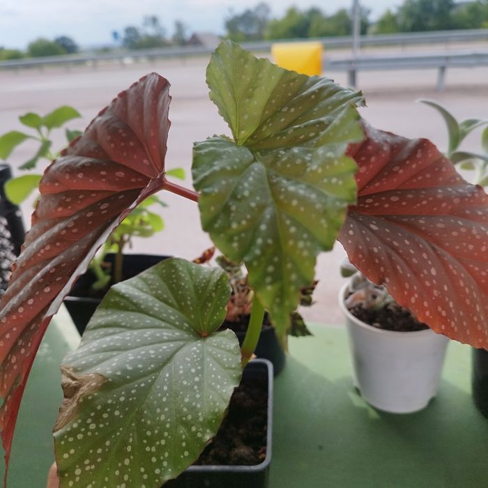 Продам комнатные цветы.