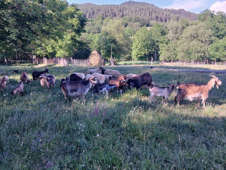 Vănd țap  iezi capre comuna Pui Hunedoara