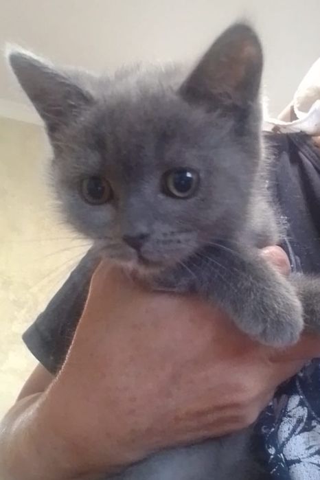 Котенок 10000 британский