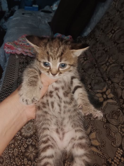 Британские котята