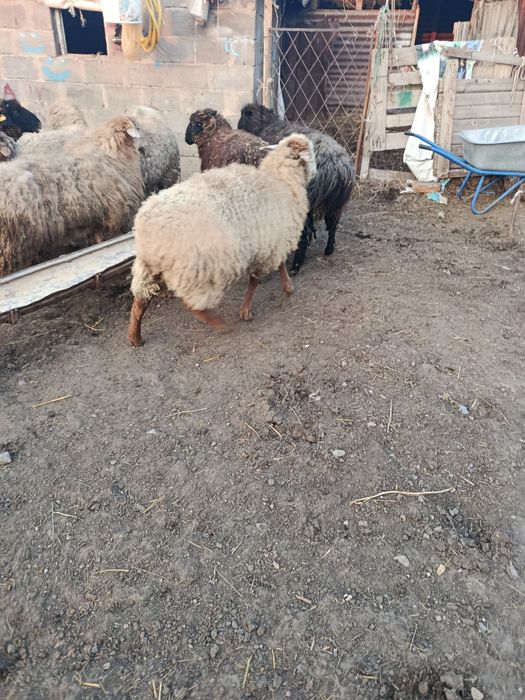 В Продажи Бараны Жирные.