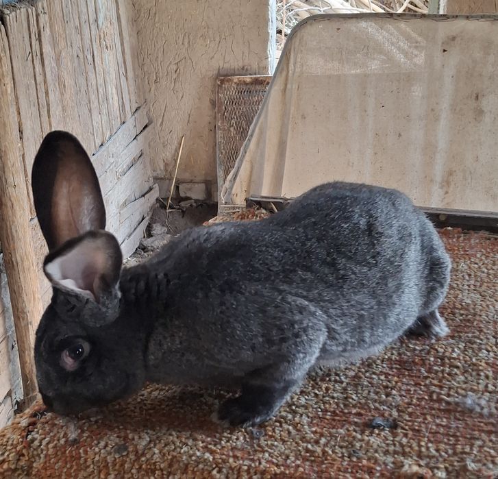 Великан куён сотилади