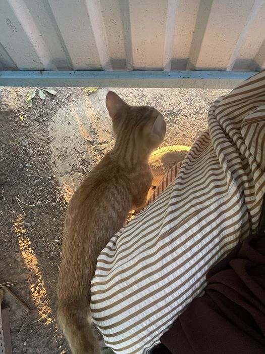 На дачу подкинули котенка девочка
