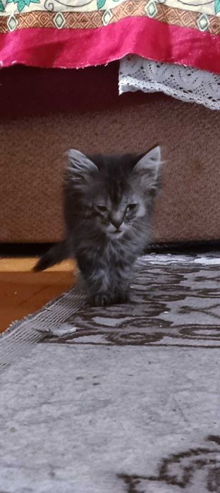 Отдам котят в хорошие руки