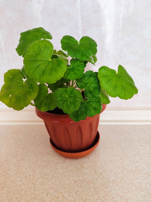 Мята, комнатные растения.