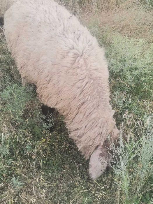 Vând berbecuti metisi de bergamasca cu