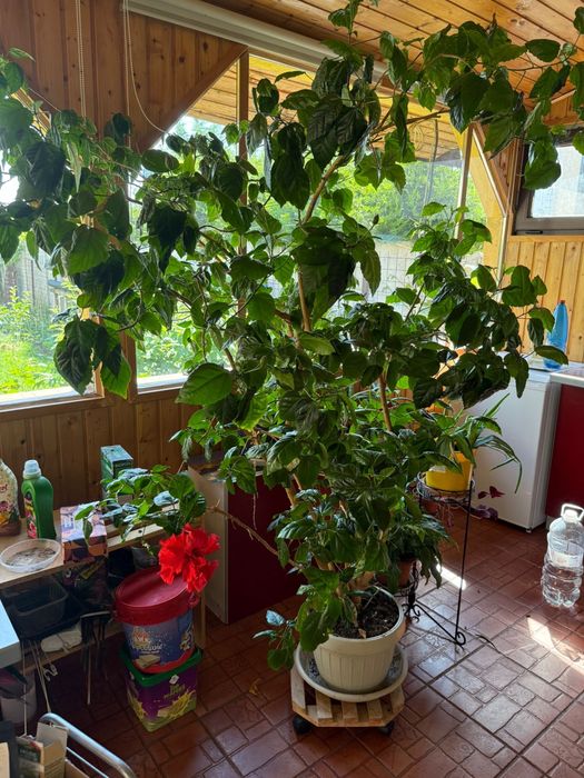 Trandafir Japonez (Hibiscus) XXL Matur - 30 Ani | 1.80m Înălțime