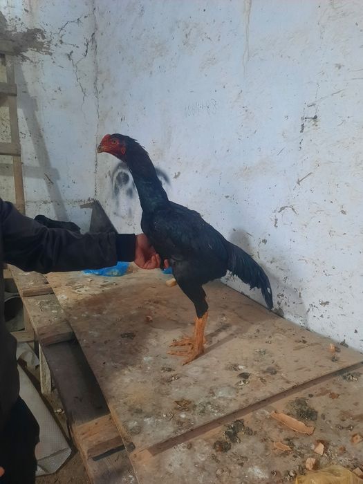 7 oylik tanachi juja narxi 1mlon