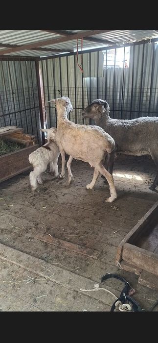 Кой, баран, токты