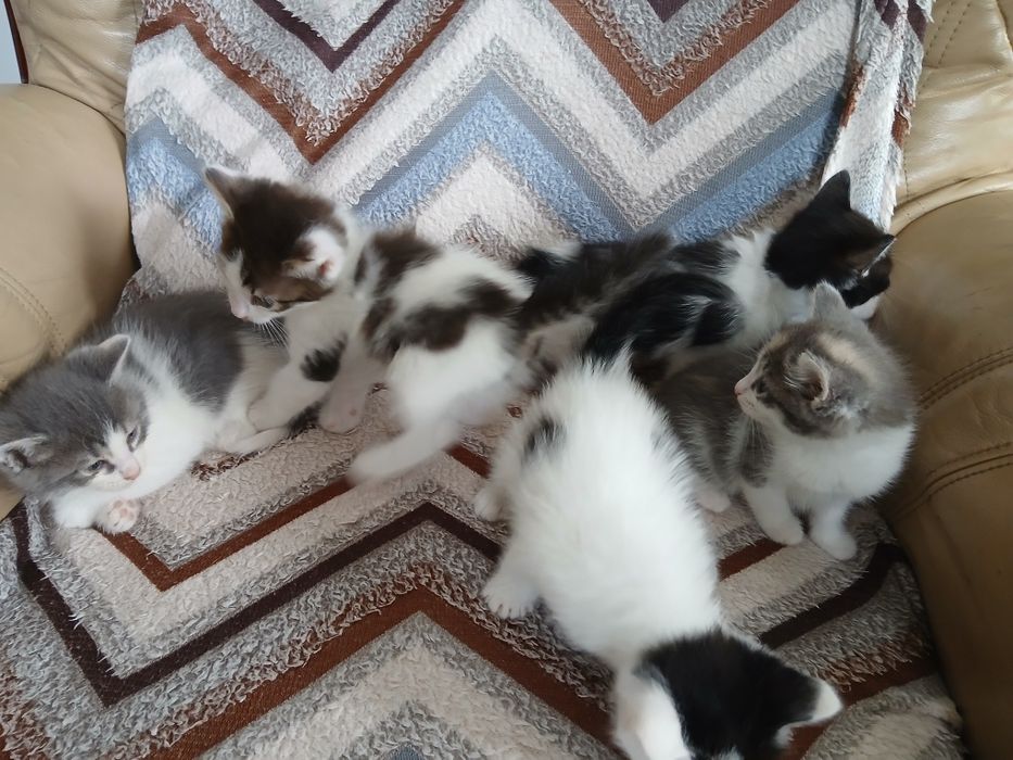 Котенок в дар 1,5 мес.