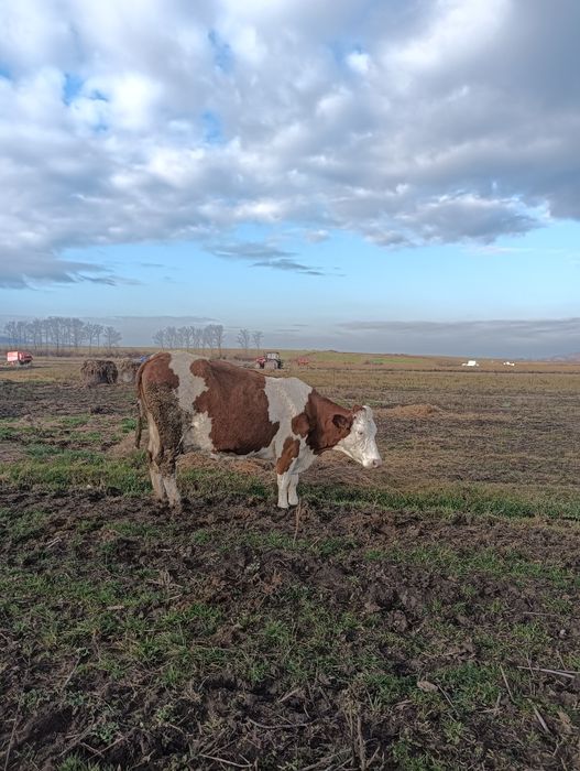 Vând vaca abator bălțată