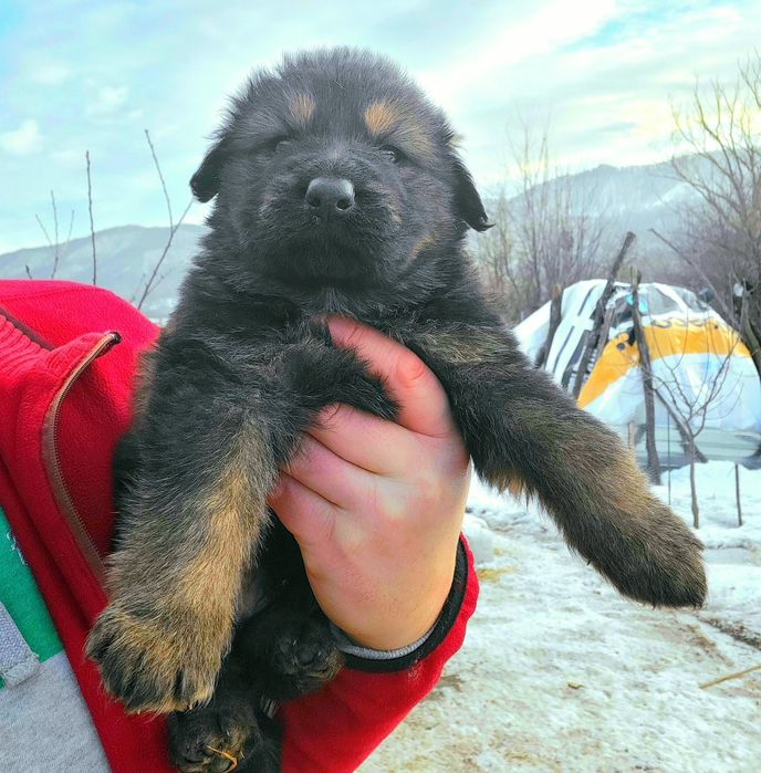 Ciobanesc german  linie de lucru, veche
