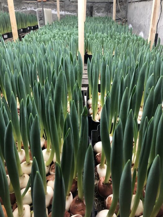 тюльпаны оптом и в розницу