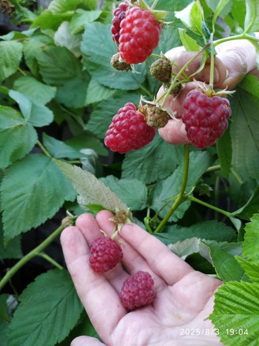 Продам саженцы малины