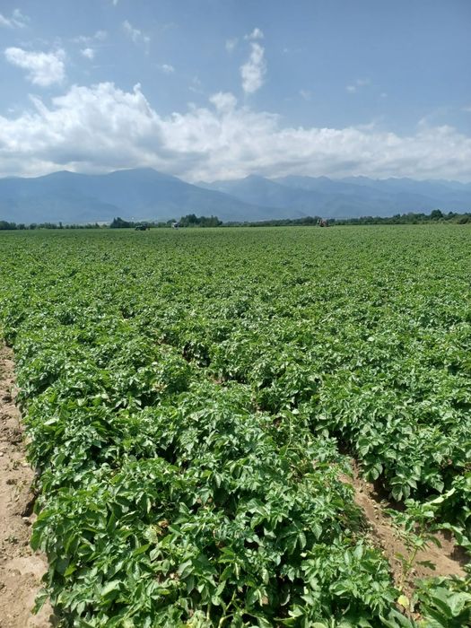 Cartofi de samanta din elita, calibru mic (28-35)