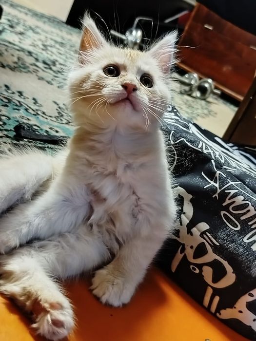 Мейн-кун 2 месяца