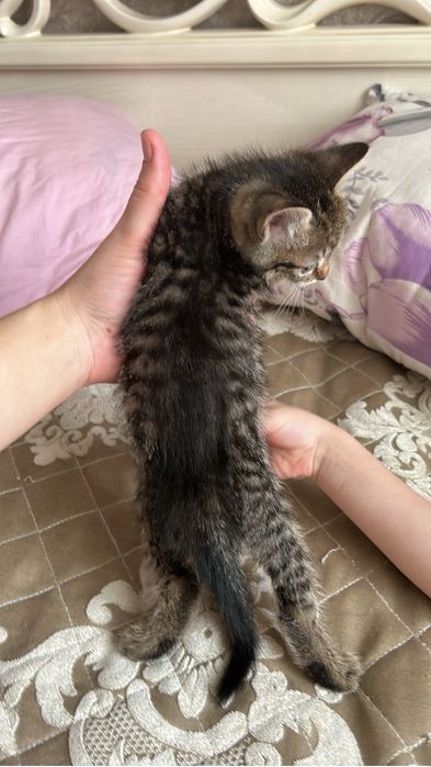 Отдам котят в хорошие руки