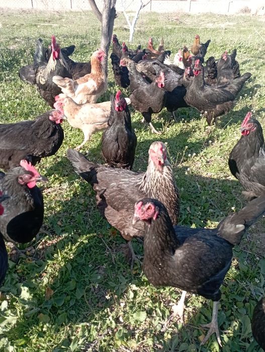 damashni tuxumga zakas olamiz  2500 sum