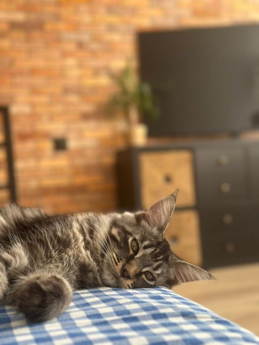 Котята мейн куна