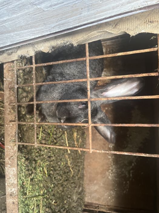 Кролихи    домашние.    годовалые