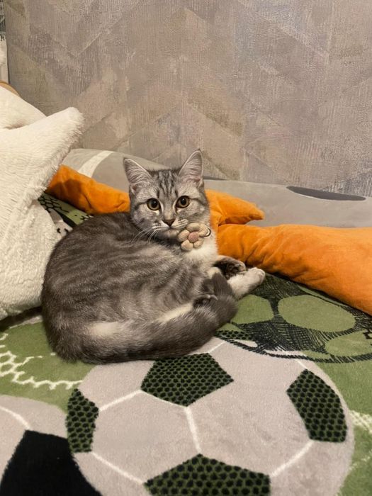 Котенок девочка (скоттиш страйт)