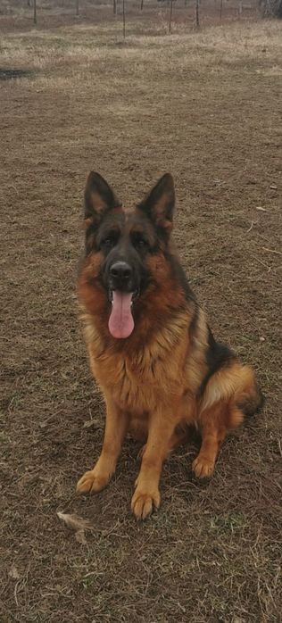 Pui ciobănesc german