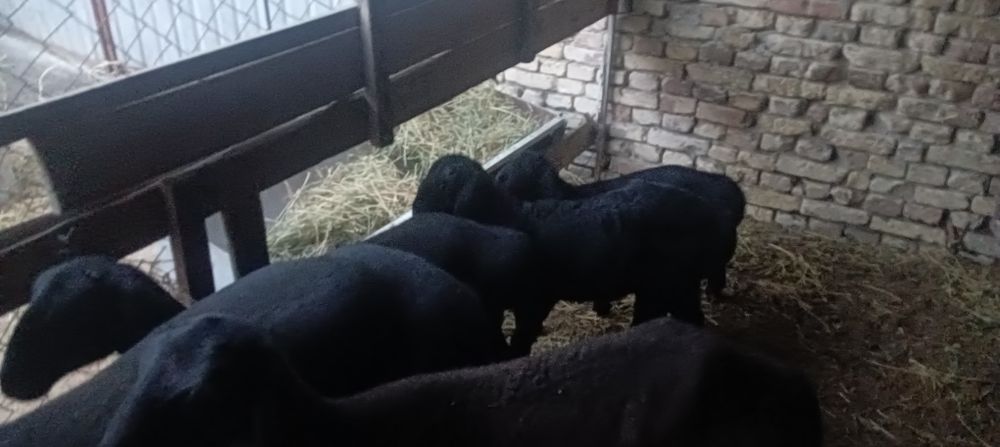 Она бола куй сотилади