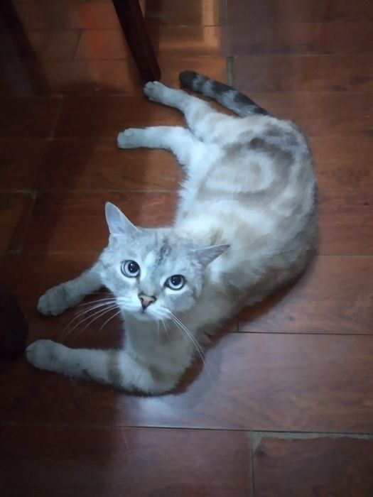 Отдадим красивого кота