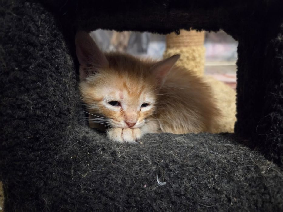 Отдам котят в добрые руки