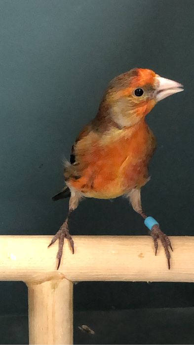 Канарейка кенор самец гибрид