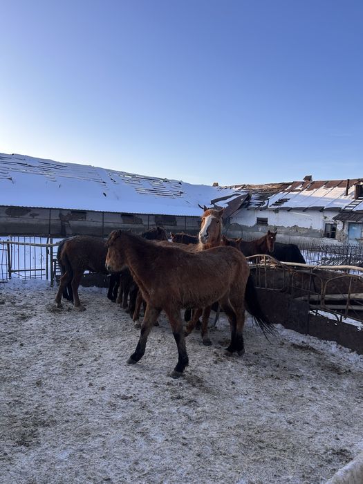 Жылкы бордакы семиз