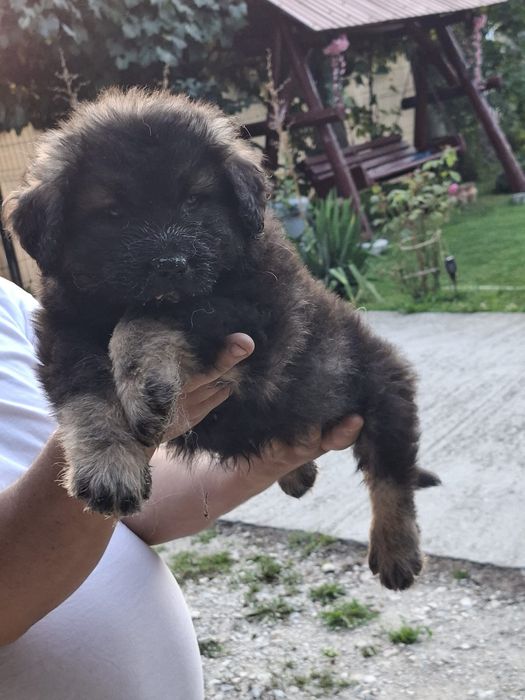 Pui Ciobănesc Caucazian cu Pedigree
