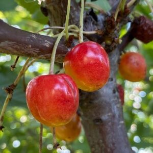 Cires Amar de Marculesti