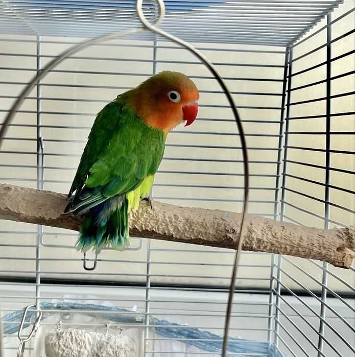 pui de agapornis , am o promotie acum ca sa stiti