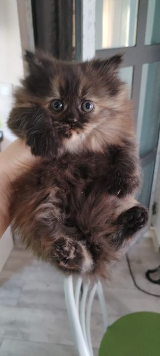 Животные,кошки,красавцы