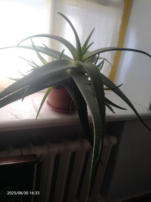 Алое вера продам