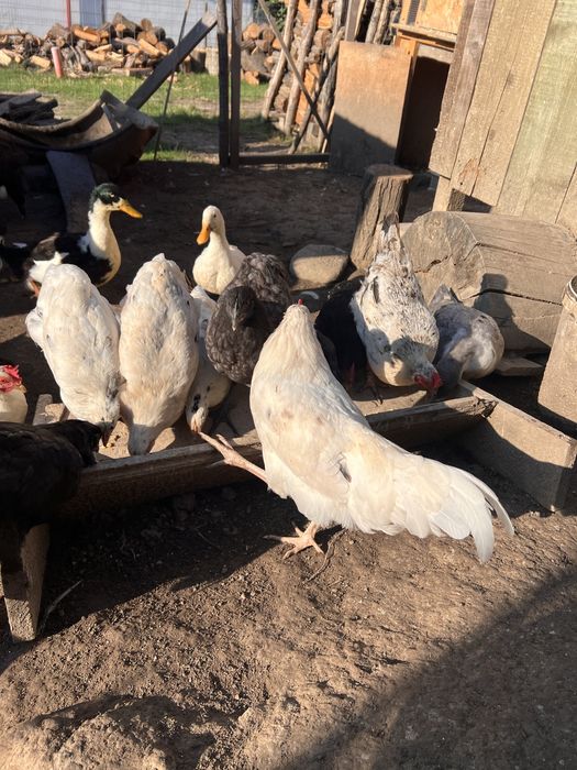 Vand cocosi Australorp