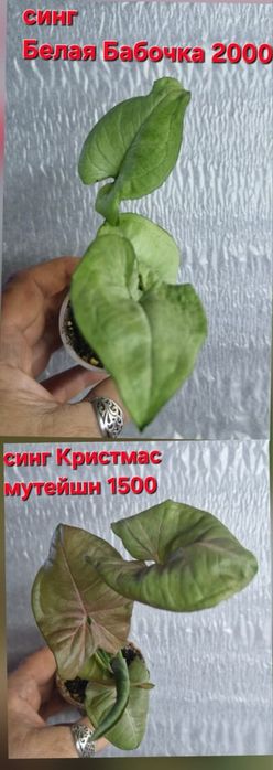 Сингониумы домашние