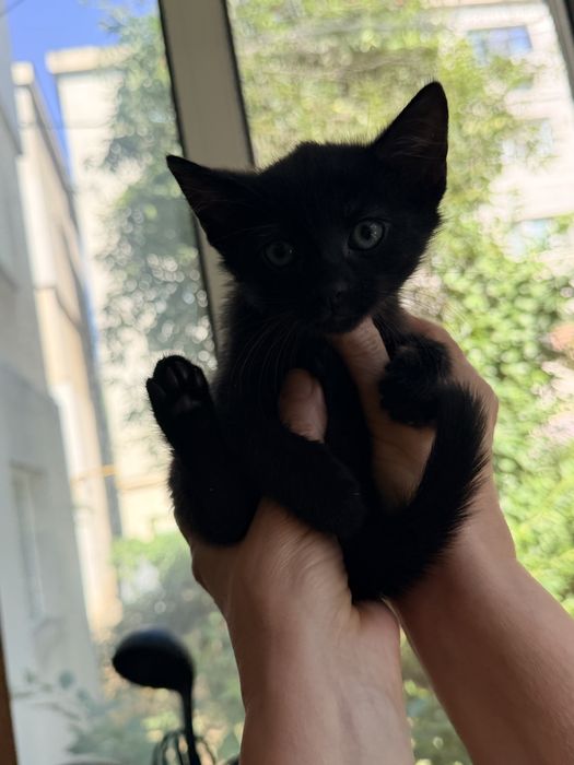 Buna ziua, donez  doi pui de pisica pentru iubitori de animale.