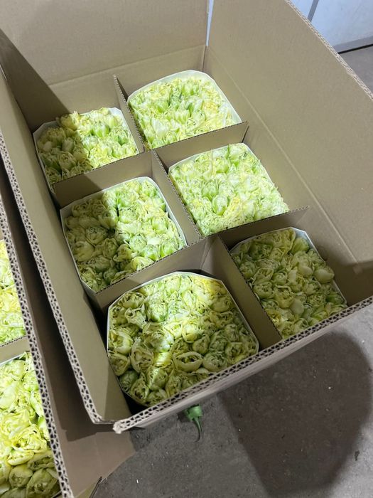 Тюльпаны премиум класса