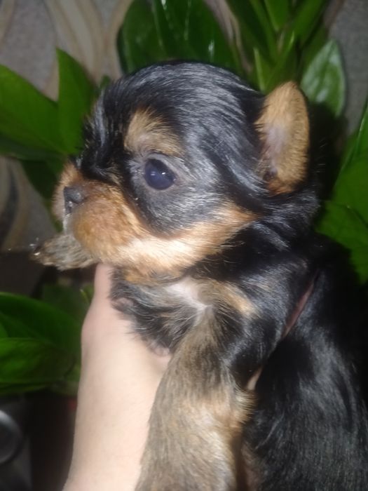 Йоркширский терьер