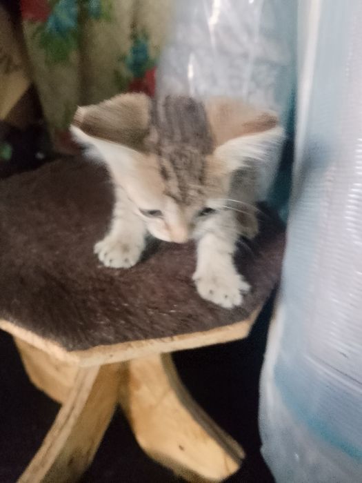 Котята кушают сами очень красивые