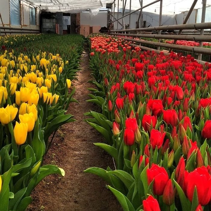 Тюльпаны оптом на 8 марта!!!